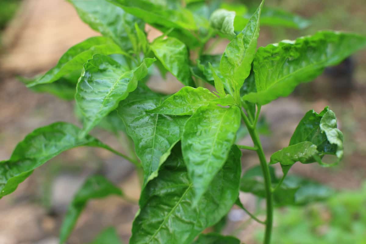 Close-up photo of a cayenne pepper plant that is still young and has not yet produced fruit