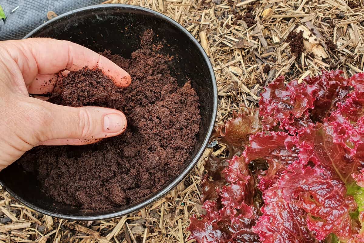Pouring coffee grounds to the soil