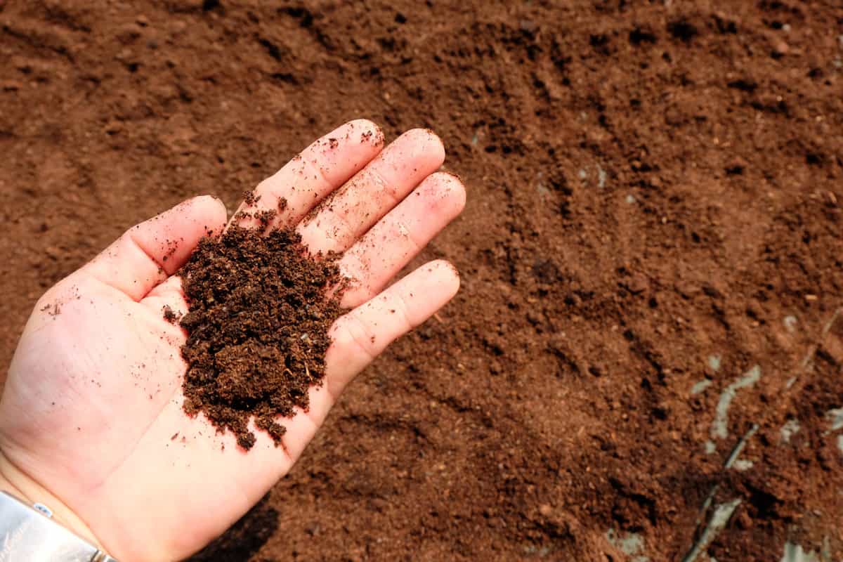 Woman holding coffee grounds
