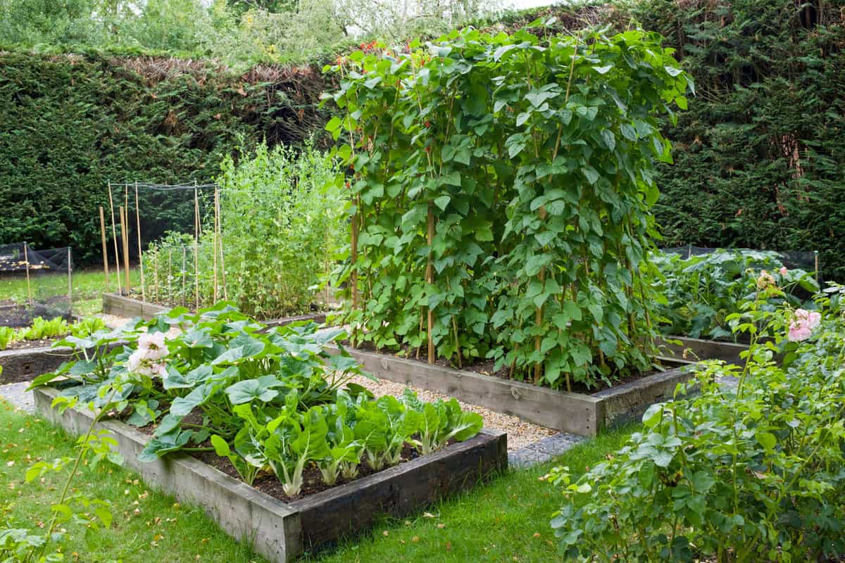 Container-garden-filled-with-healthy-vegetables