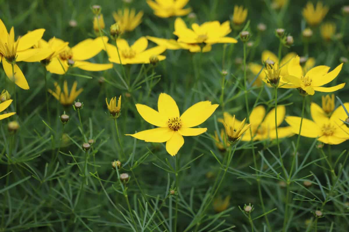 Coreopsis verticillata. The whorled tickseed blooms in the garden