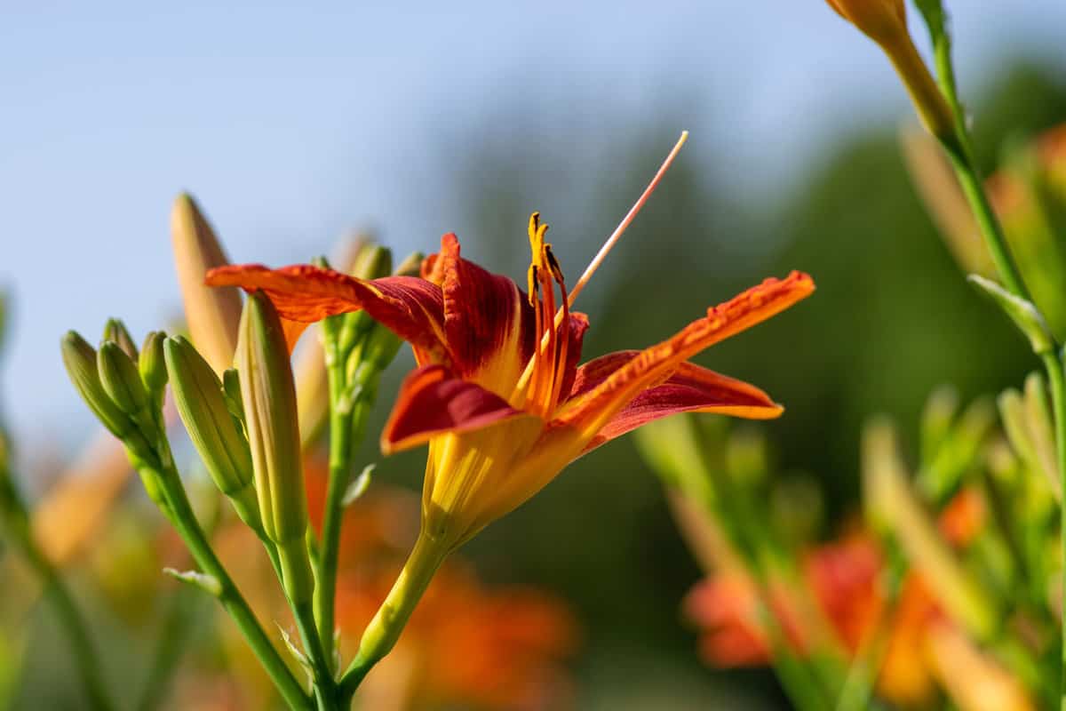 Gorgeous fiery red leaves of a Daylily