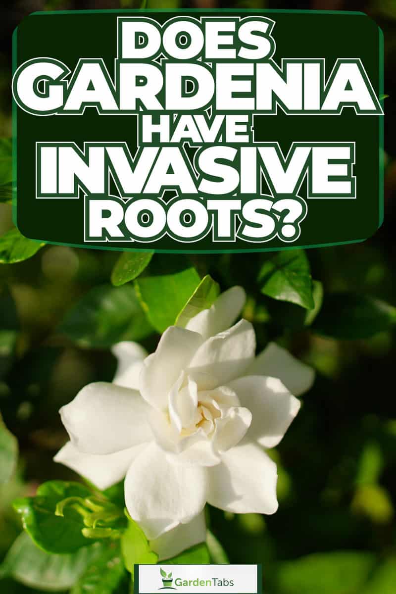 Does Gardenia Have Invasive Roots?