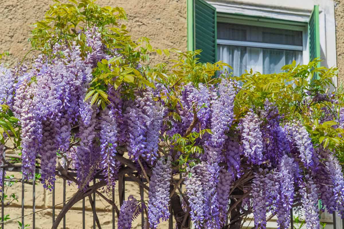 Fence with Wisteria flowers