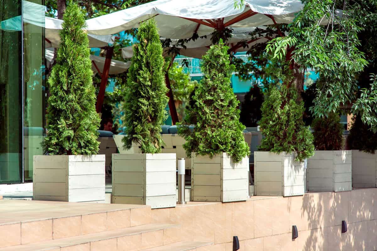 Flowerpots from wooden boards with evergreen thuja plants on the background of the summer terrace of the restaur