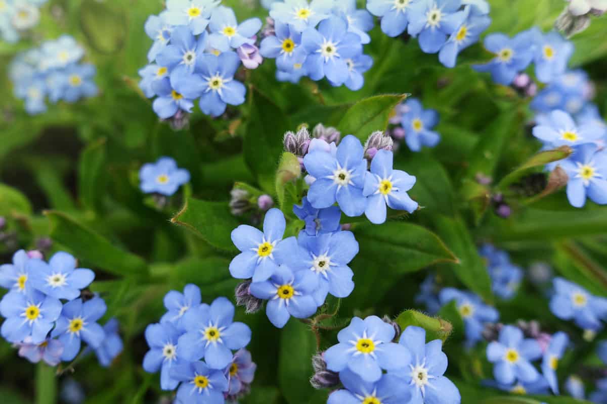 Bright blue leaves of a Forget me not flower
