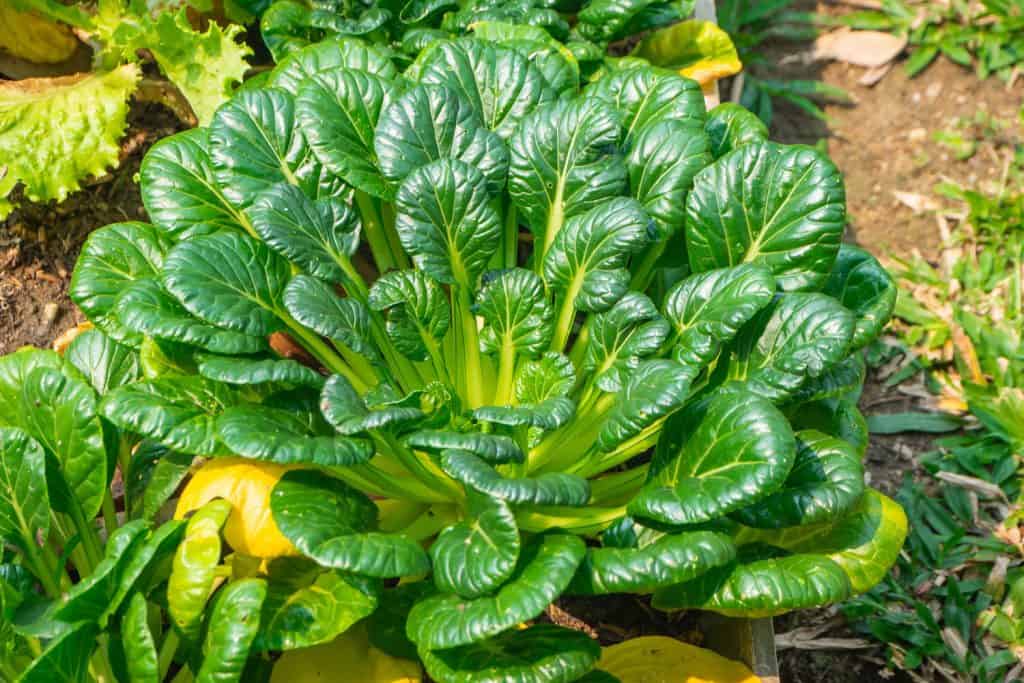 Fresh-organic-spinach-or-Tatsoi