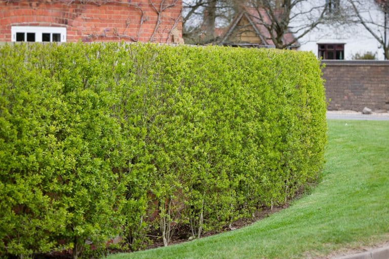 Garden hedge, wild privet, 8 Small Hedges For Borders: Tips For Selecting The Right Plant For Your Boundary