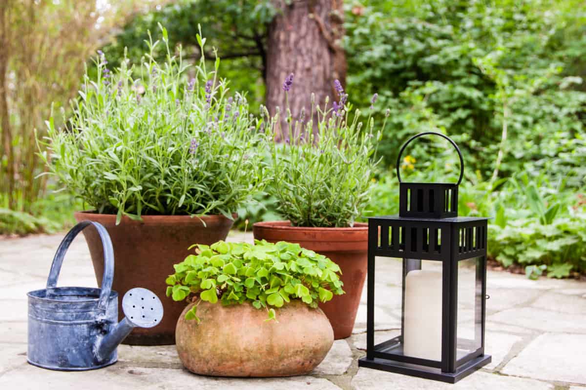 Garden lantern next to potted plants