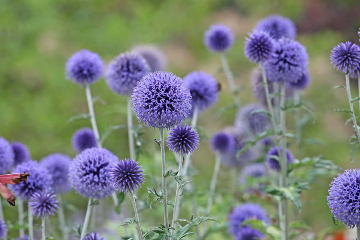 Globe thistle 'Veitch's Blue' in flower