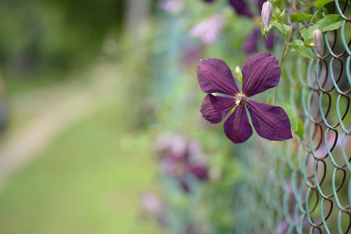 Gorgeous-dark-purple-clemantis-flower-photographed-in-the-garden