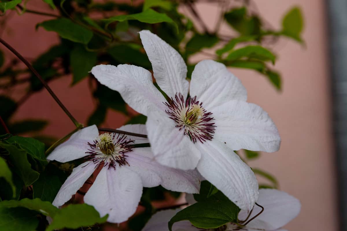 Gorgeous-whitet-clemantis-flower