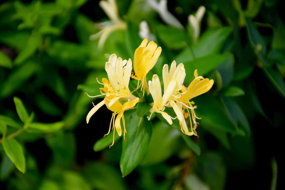 Yellow leaves of a Honeysuckle