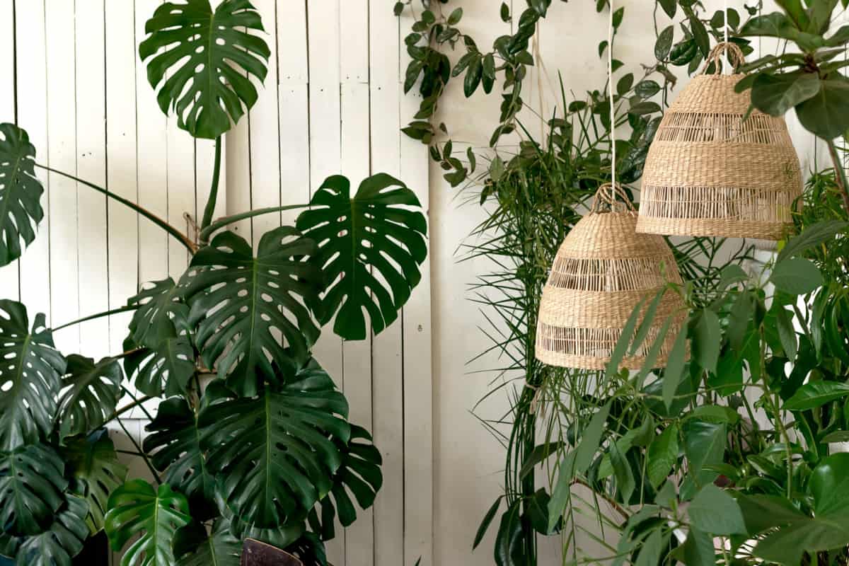 Indoor plants against a white wall and wicker lampshade