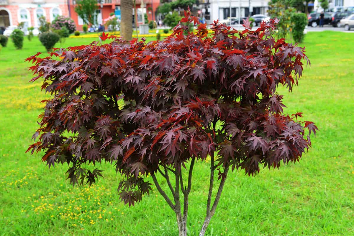 A small Japanese Maple