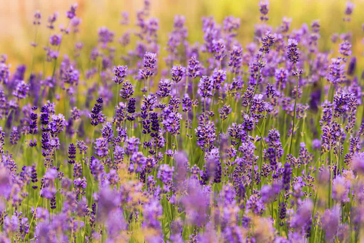 Lavender in field