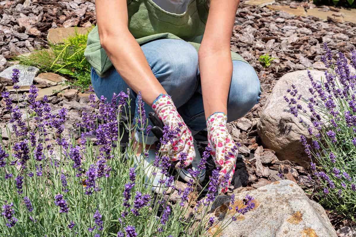Harvesting lavender in the garden