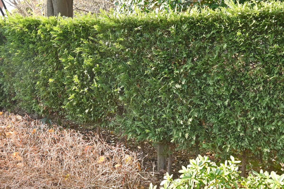 Trimmed Leyland Cypress for privacy