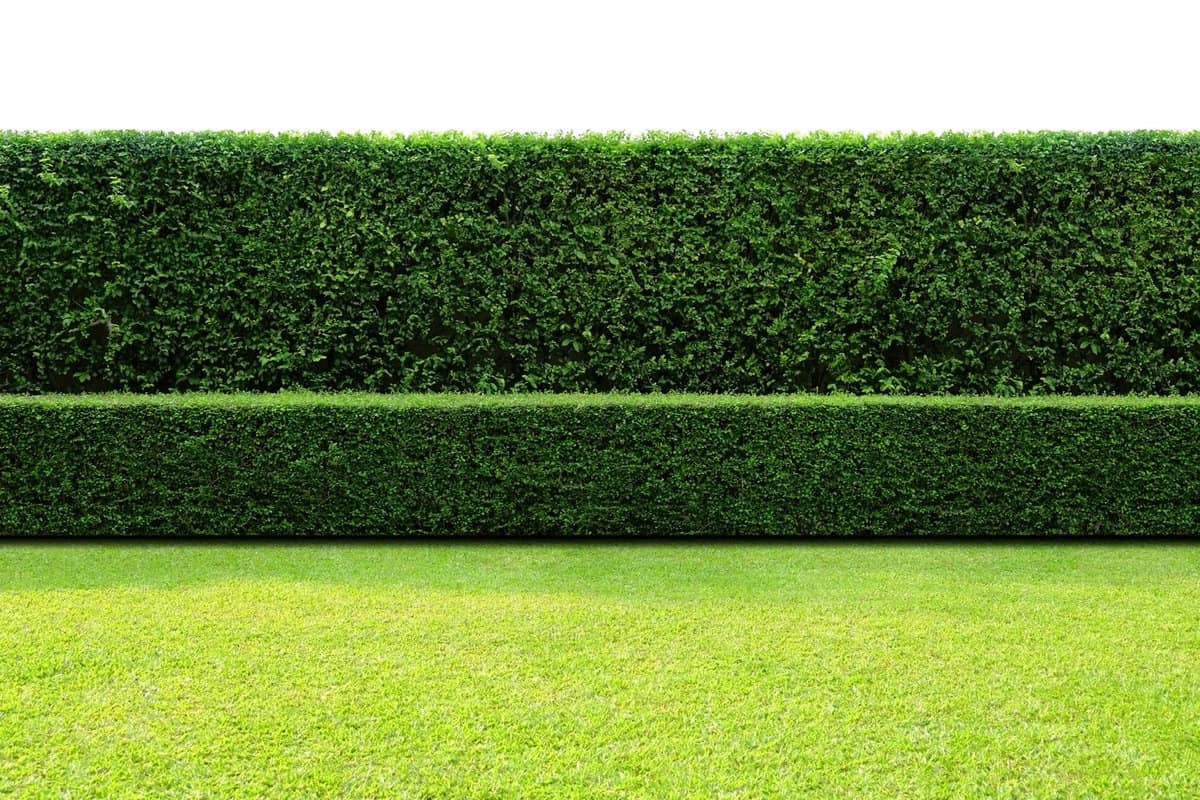 Long tree hedge double layers