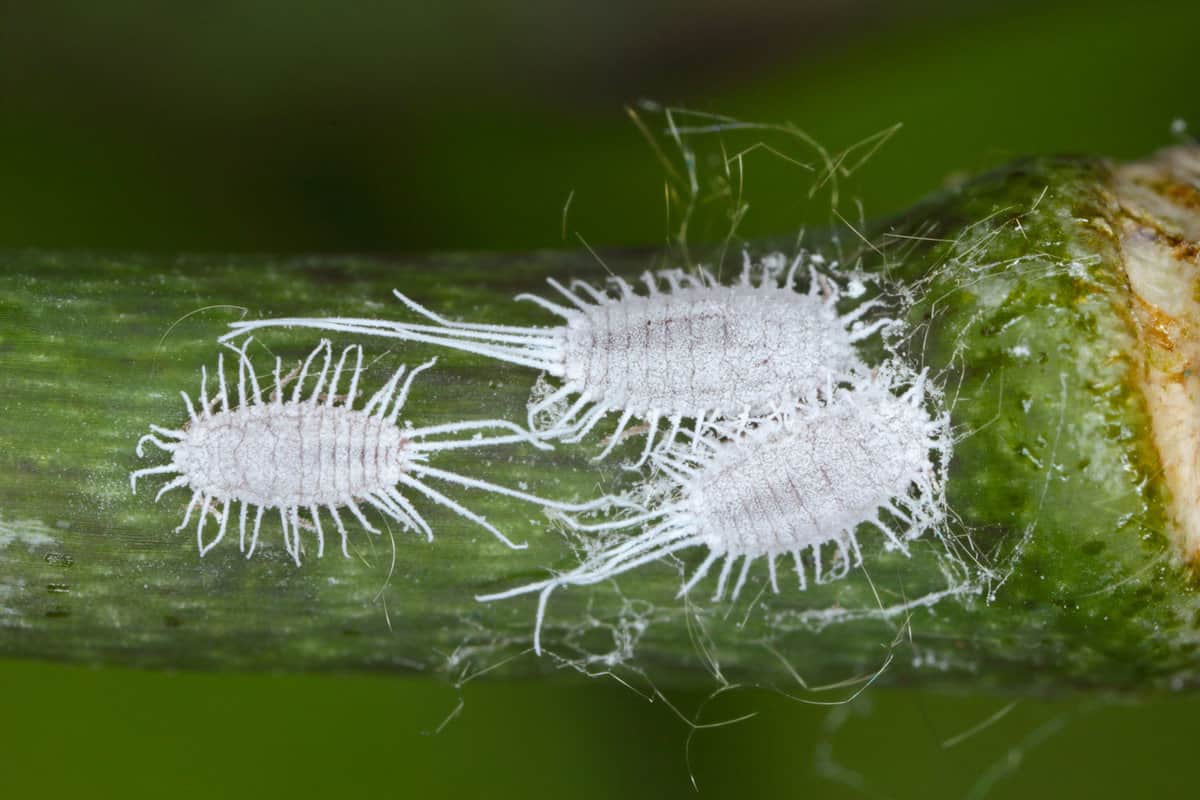 Three huge white mealy bugs gathered in a small leaf