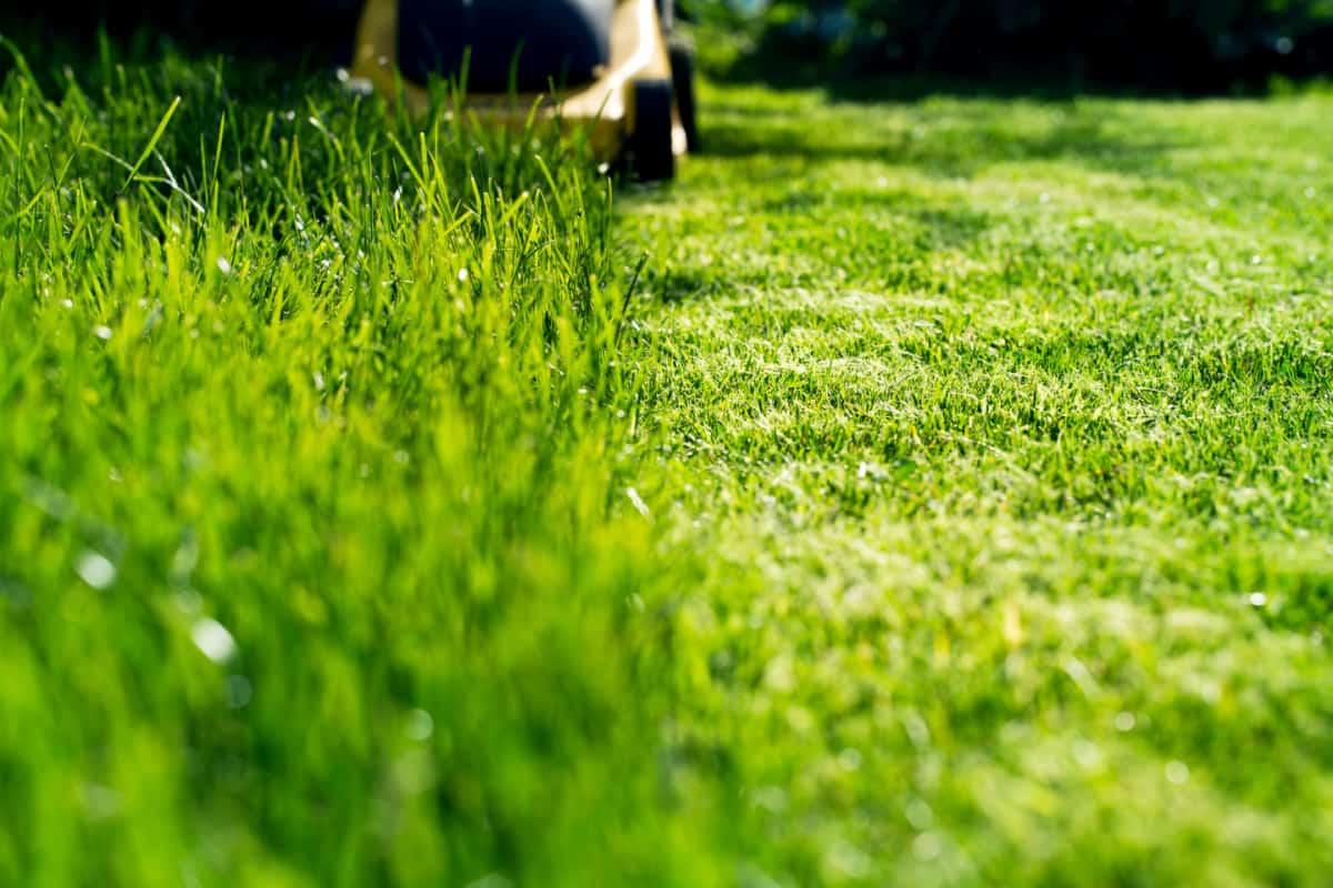 Mowing grass