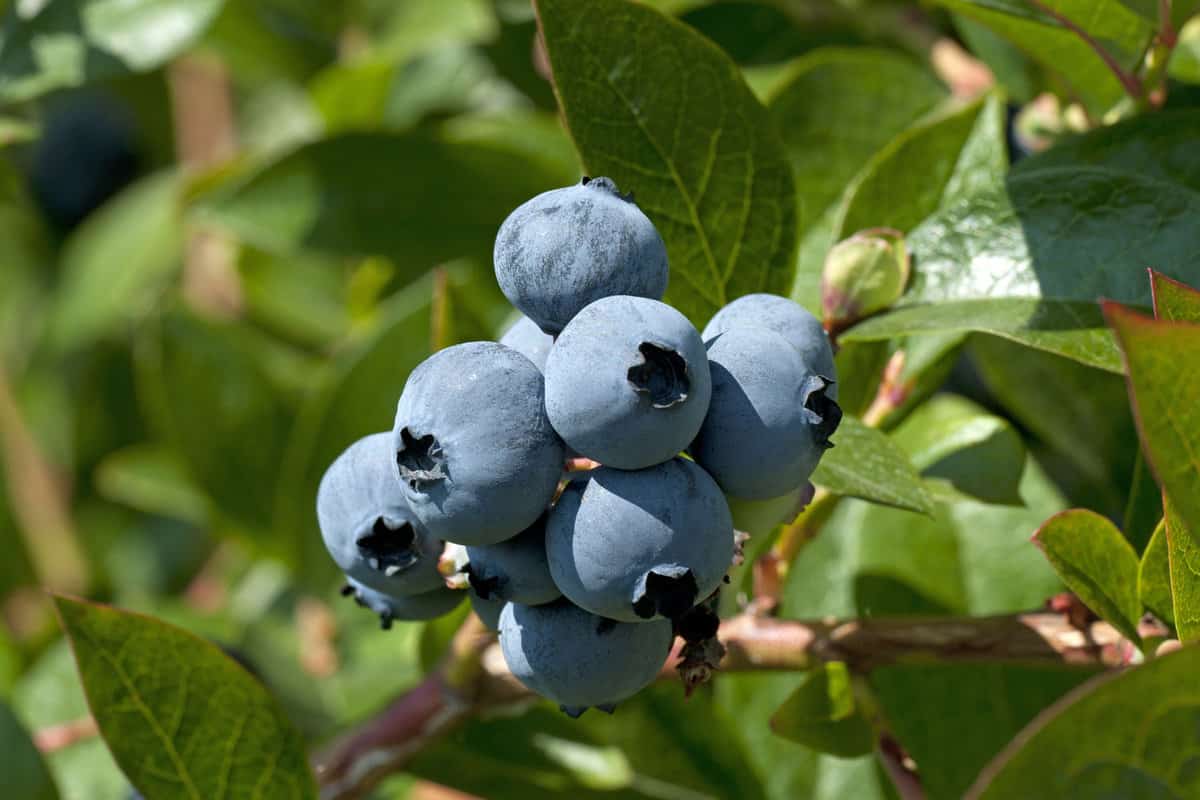 Northern Blueberry