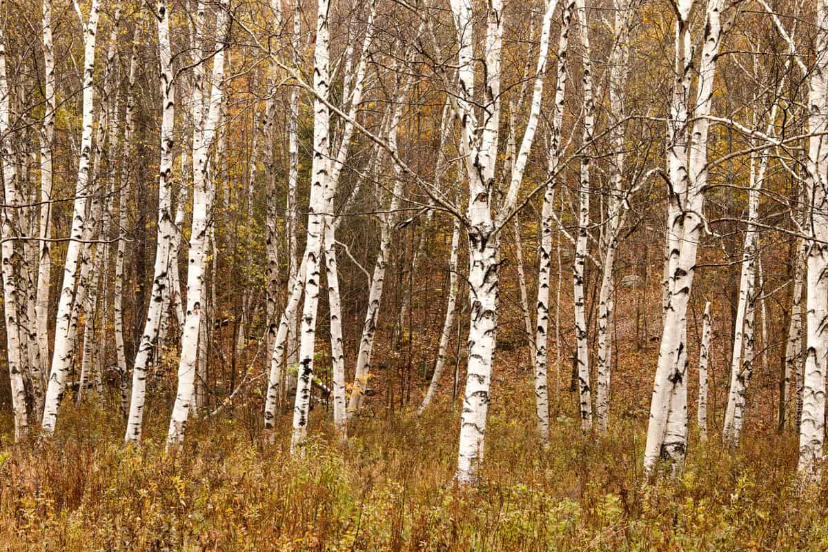 Tall white paper birch