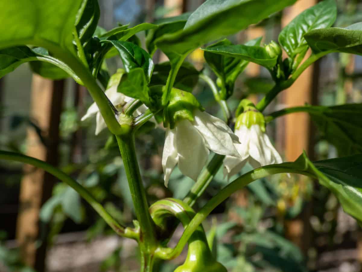 Close-up of white flower blossoms and small, green pepper fruit starting to grow and mature from the flower of pepper plant growing in a greenhouse in bright sunlight