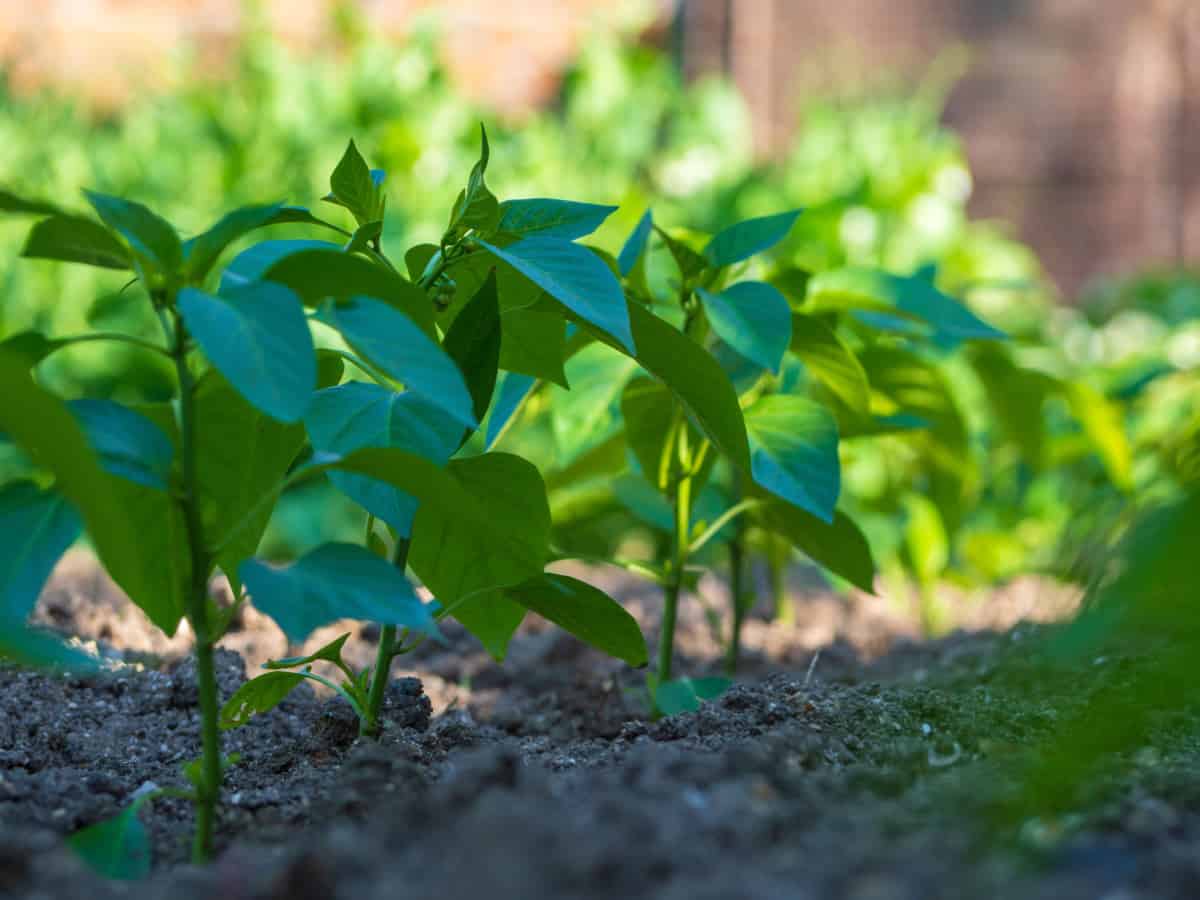 Pepper seedlings in open ground