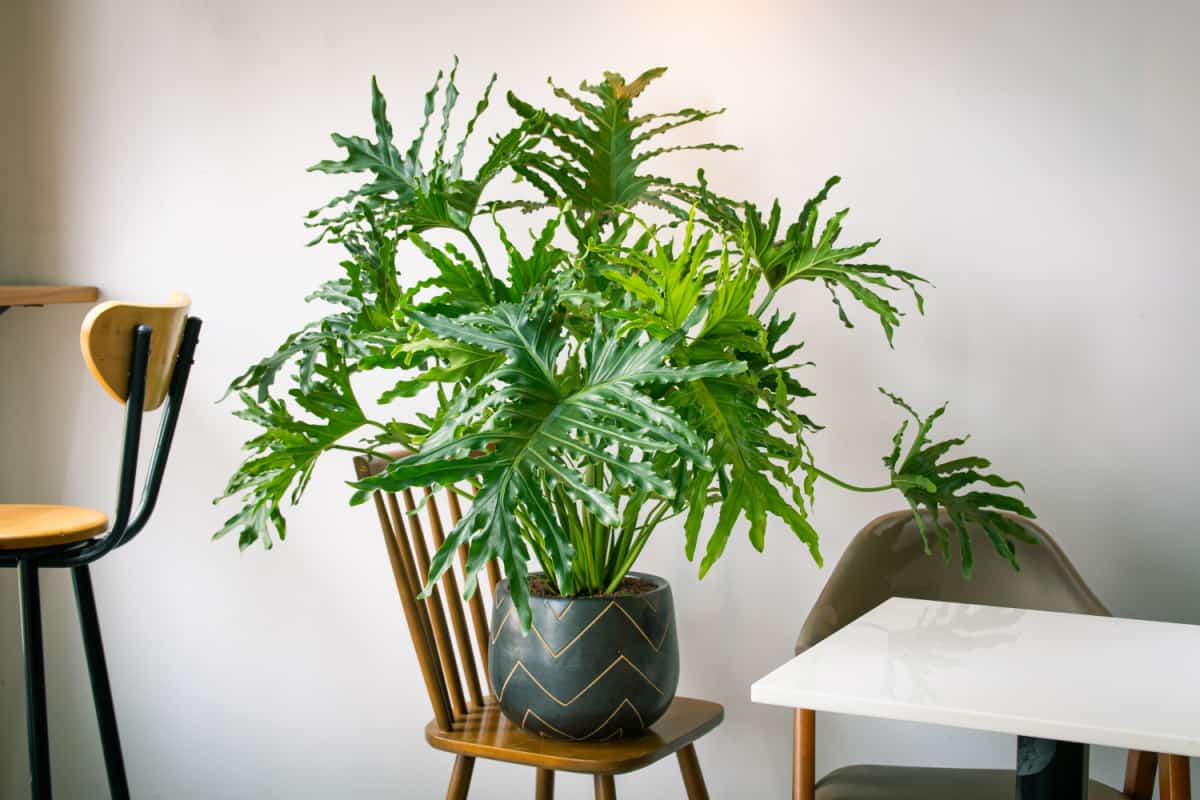 Philodendron selloum in a living room