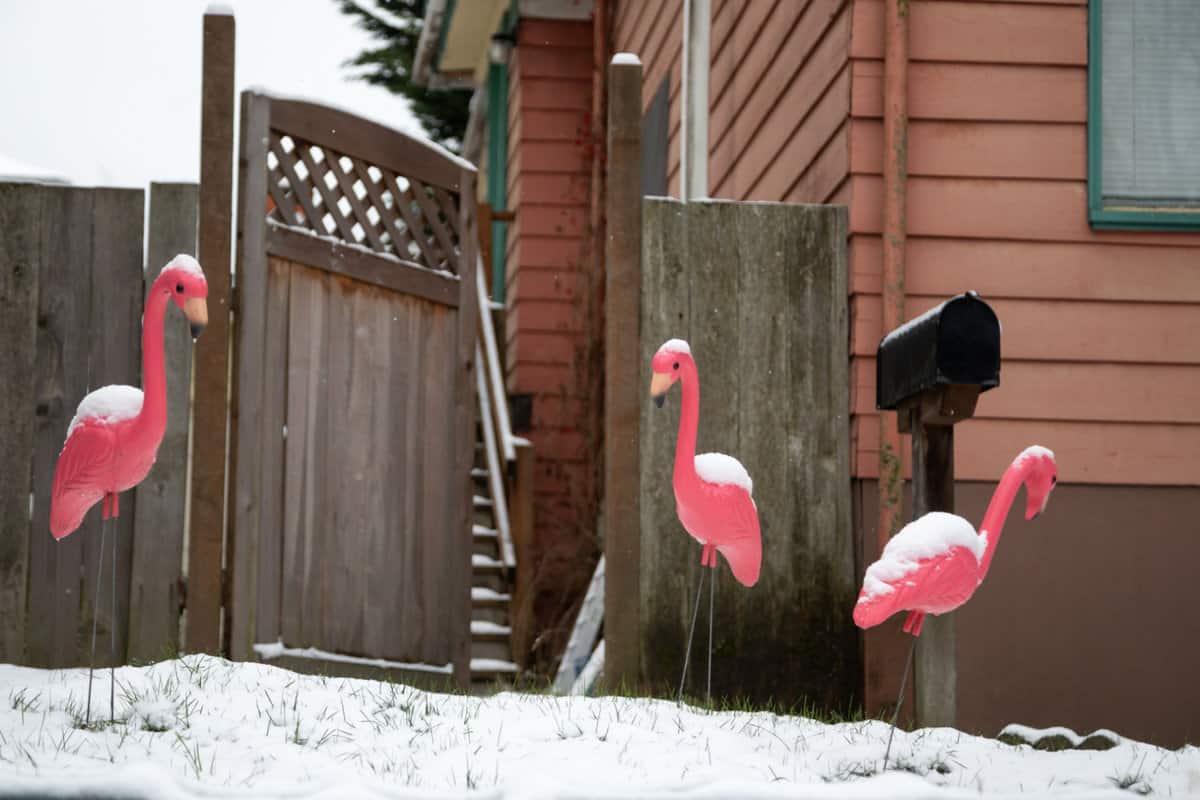 Pink flamingo lawn ornaments on a snow covered front yard
