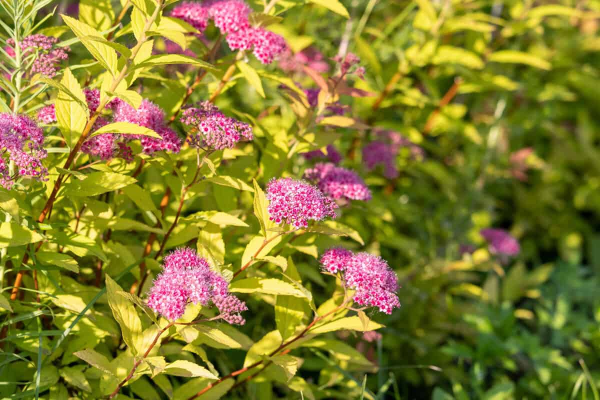 Pink fluffy inflorescences on a bush of Japanese spirea