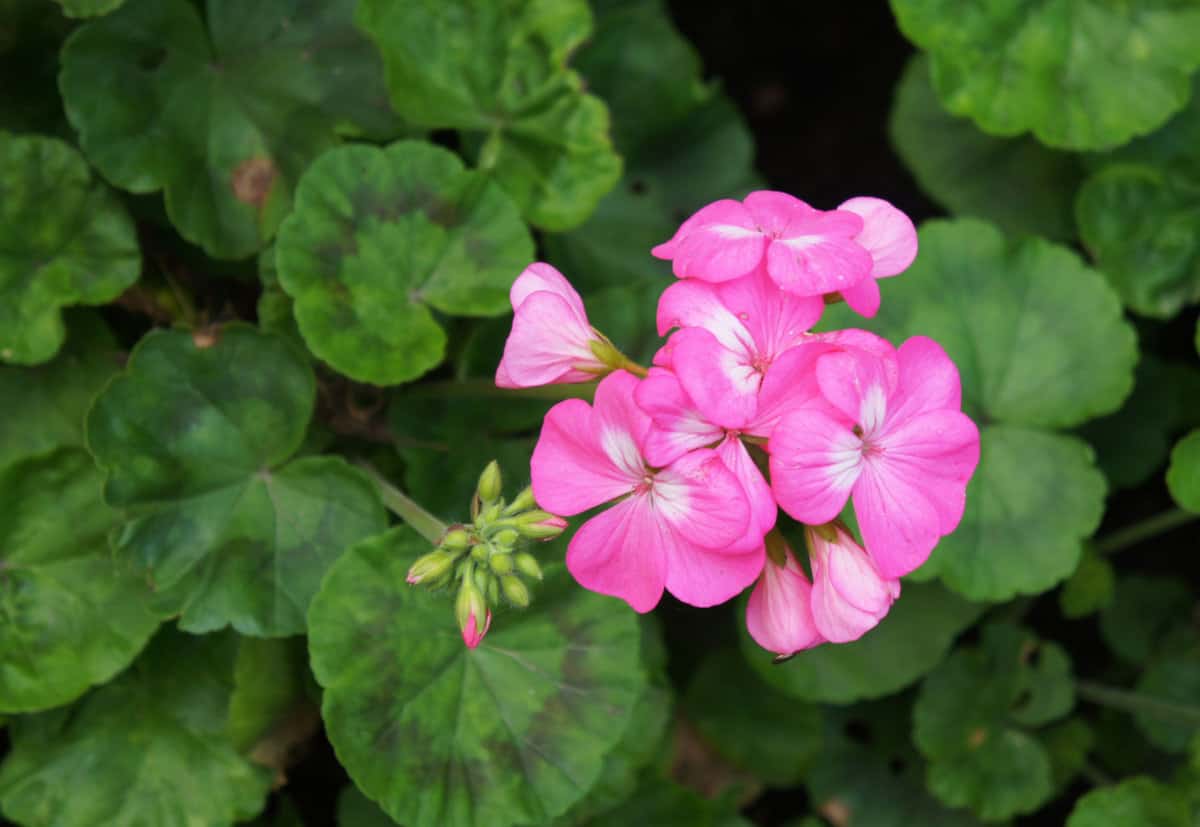 Pinto pink zonale geranium or pelargonium