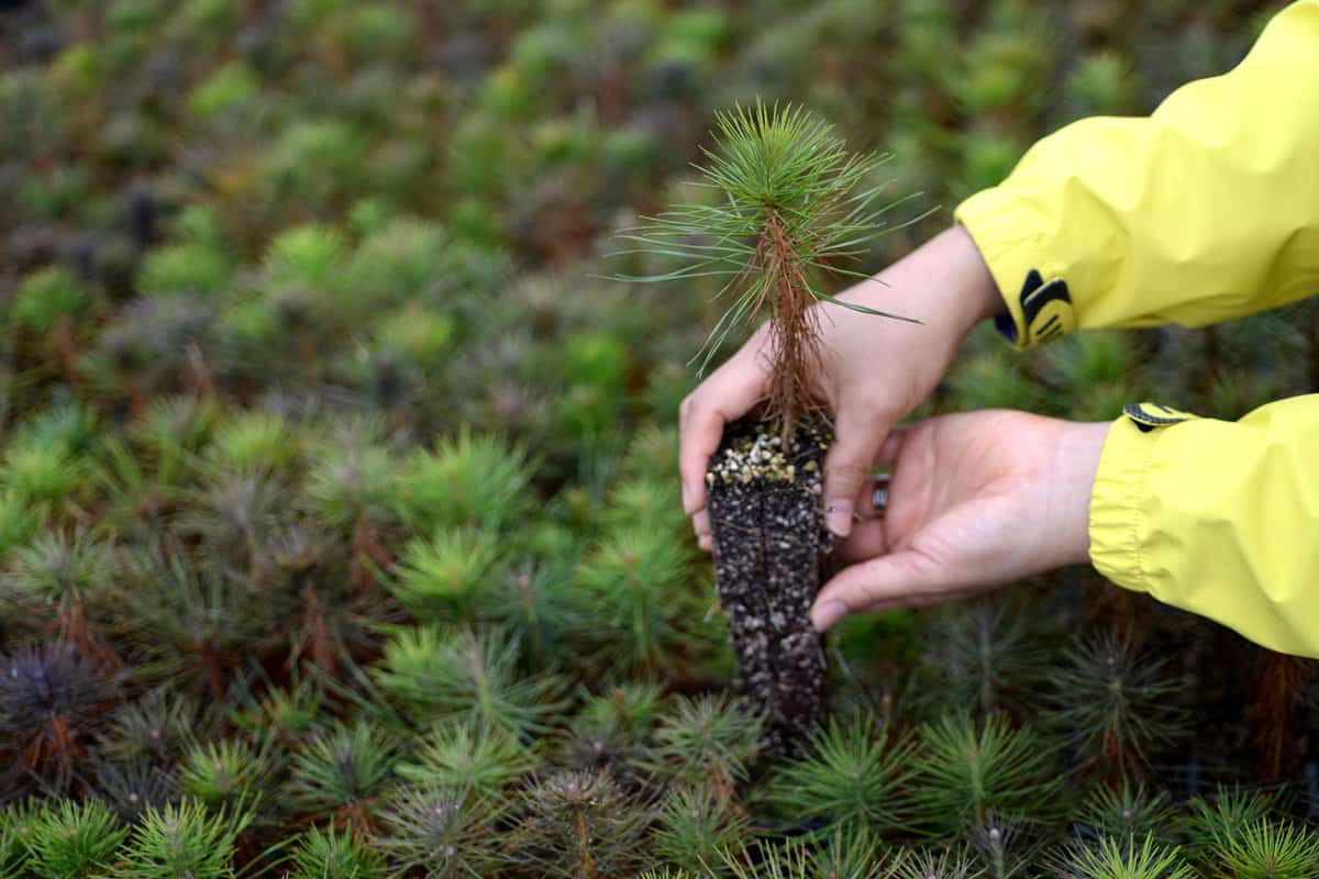Planting pine tree