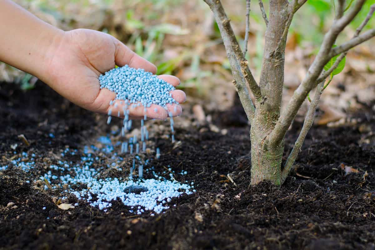 Pouring fertilizer to a small tree at the garden