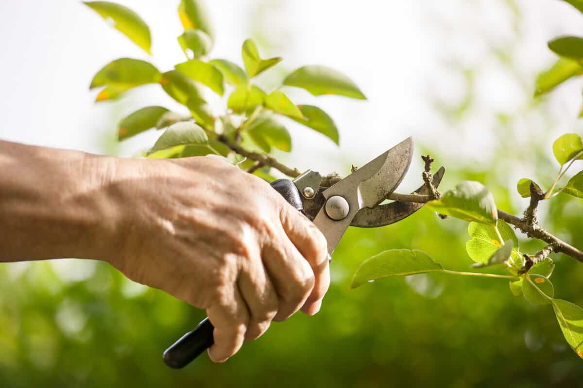 Pruning branches at the garden