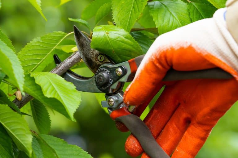 Pruning-in-garden-using-garden-shears, Prune Like a Pro: 4 Easy Steps On Pruning Your Umbrella Plant