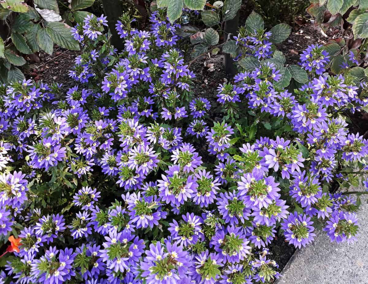 Purple flowers of Scaevola Aemula, Lobelia Aemula, in the garden