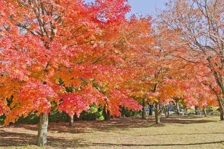 Red Maple, 11 Fast Growing Trees For Privacy And Shade: Boost Your Backyard Oasis Today!