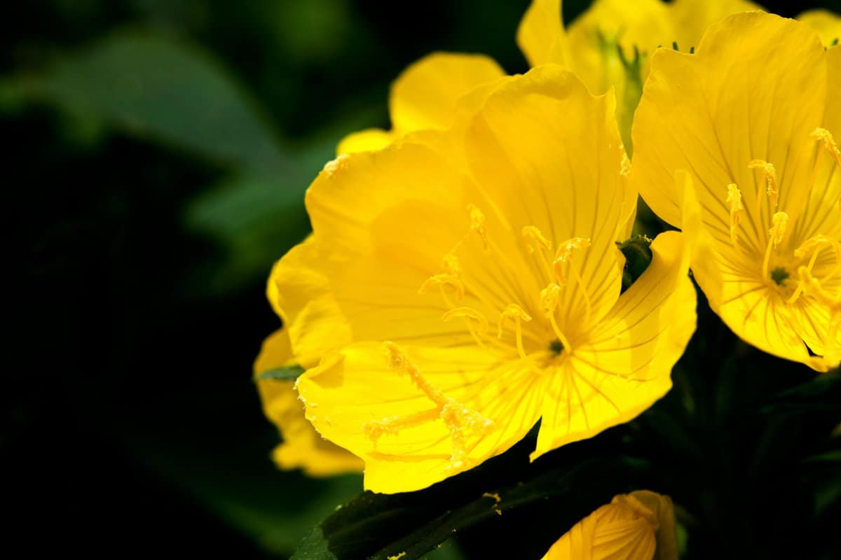 Yellow Evening Primrose