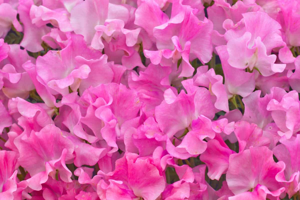 Pink sweet peas flowers 