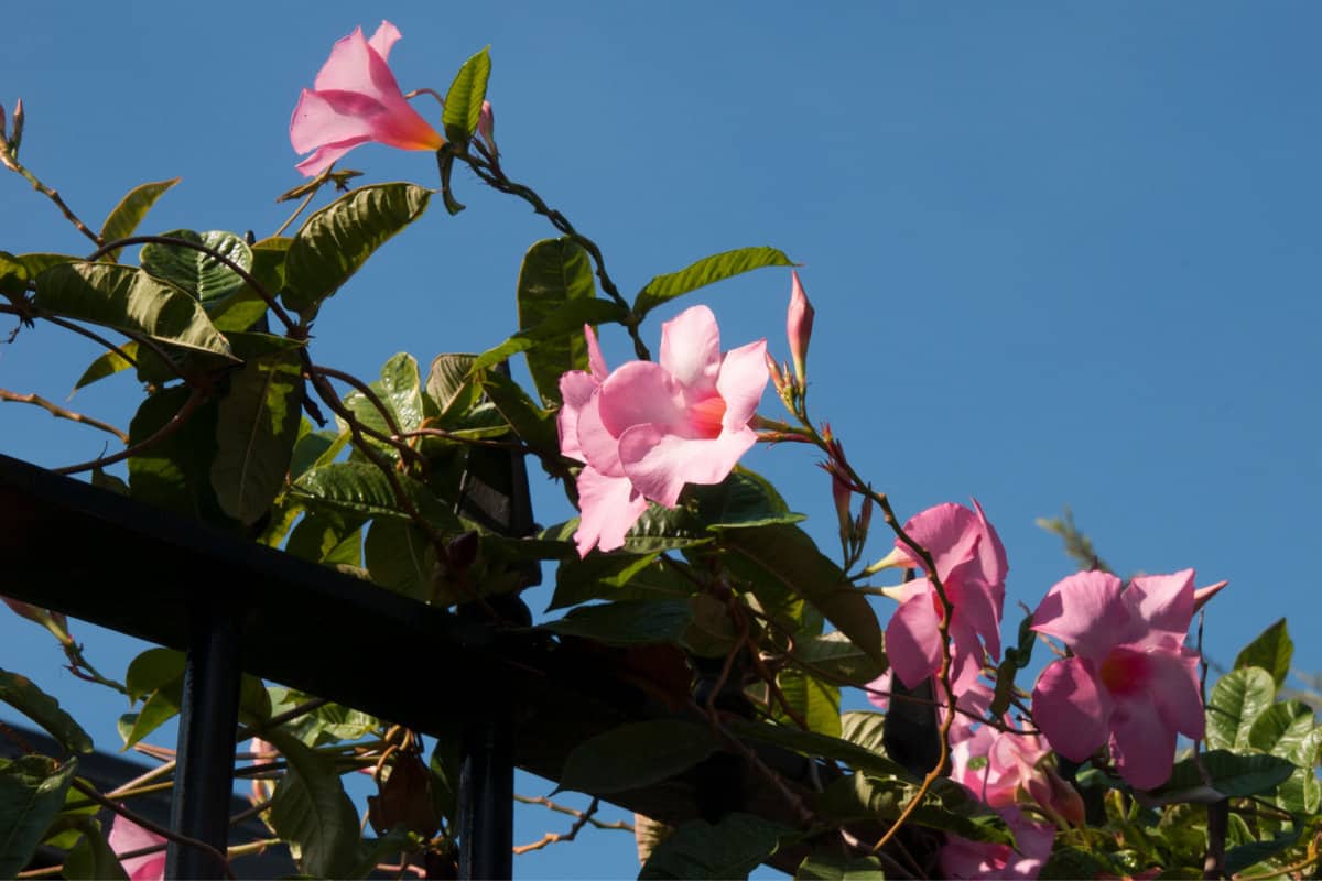 Pink rock trumpet vining flowers