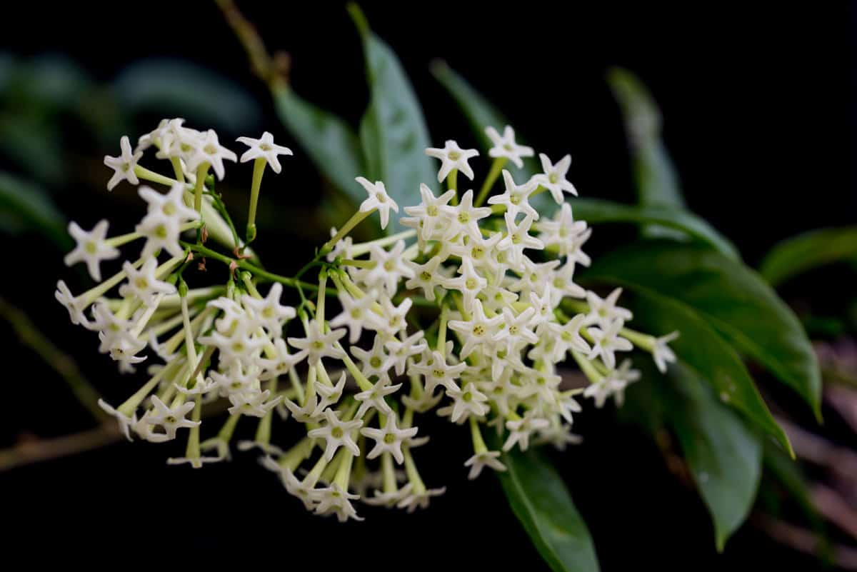 Night-blooming Jasmine (small white flowers)