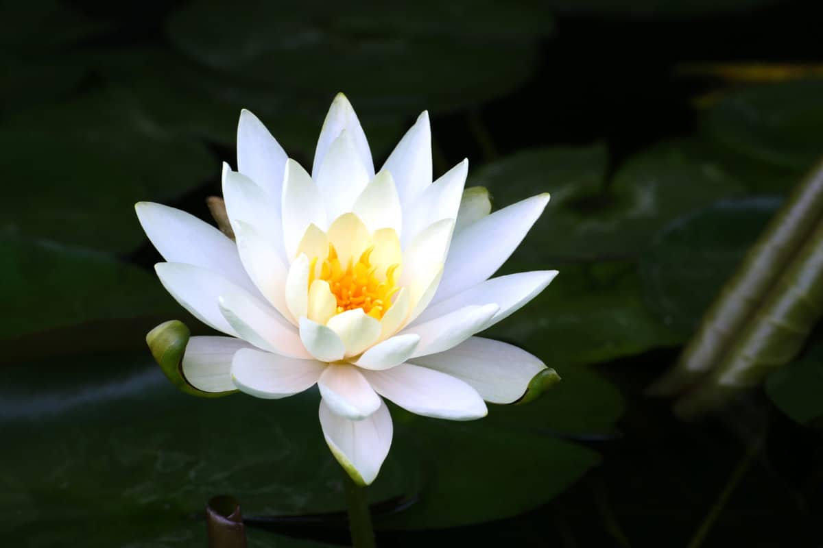 Night-blooming water lily (white)