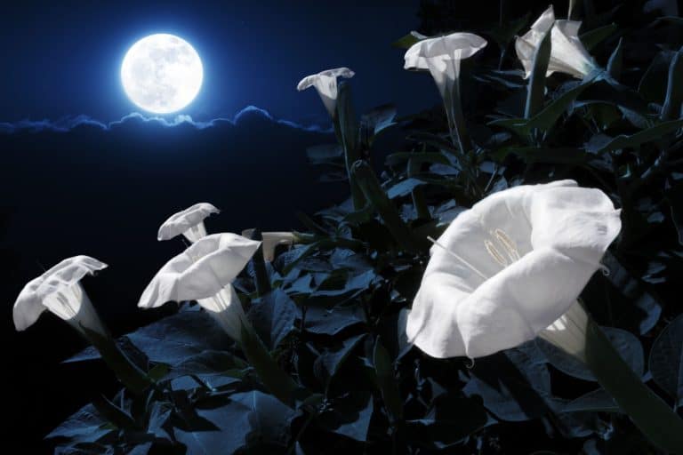 Moonflower (white trumpet-shaped flowers)