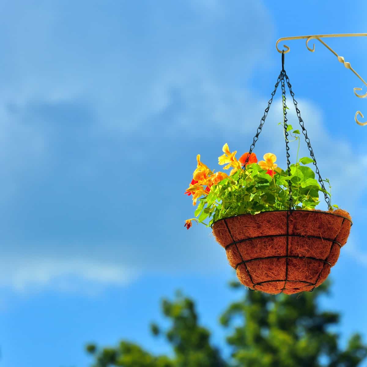 hanging basket for plant