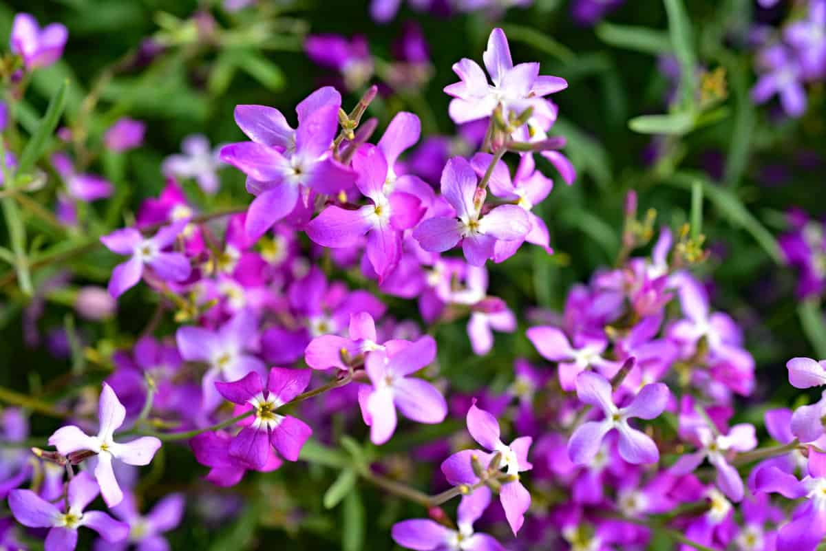 Lavender evening stock flowers 