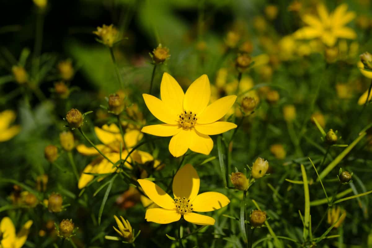 Yellow Coreopsis flower 