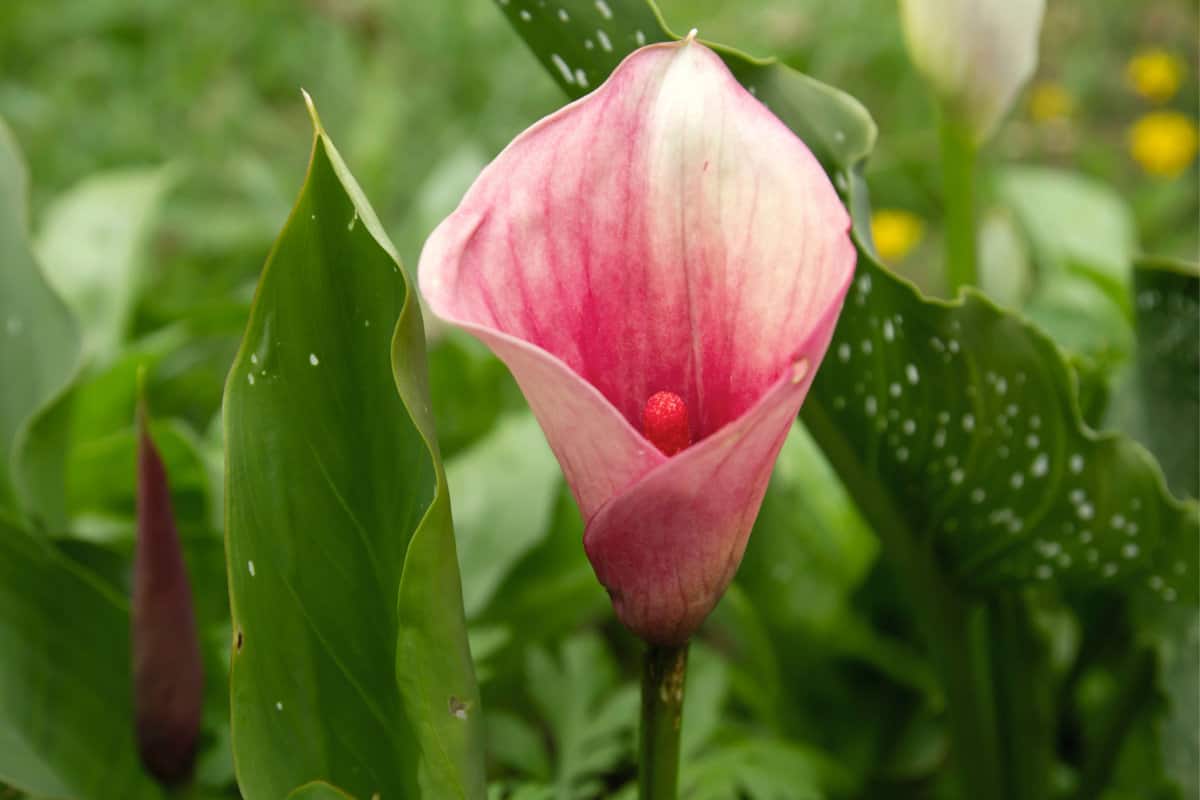 Pink  Calla Lily