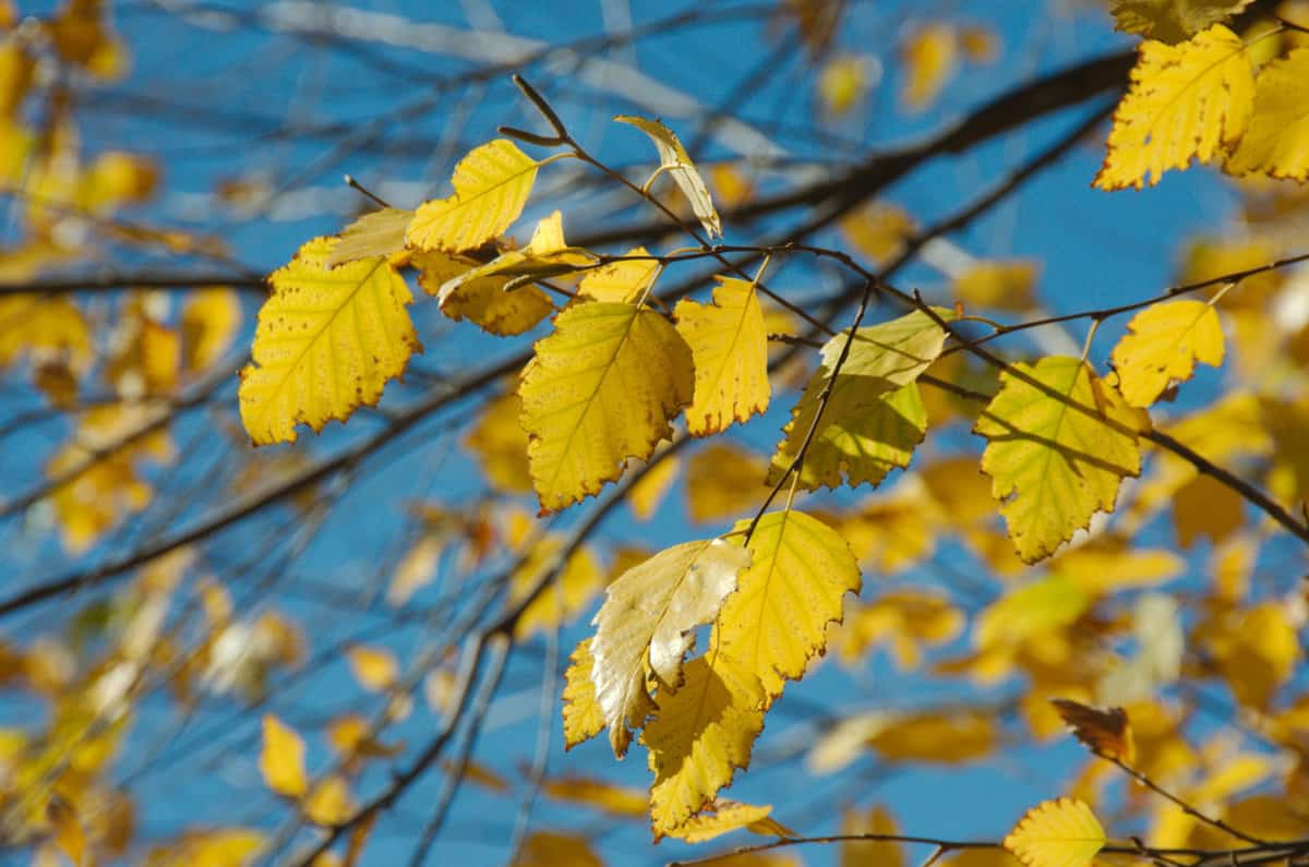 Bright yellow leaves of a River Birch